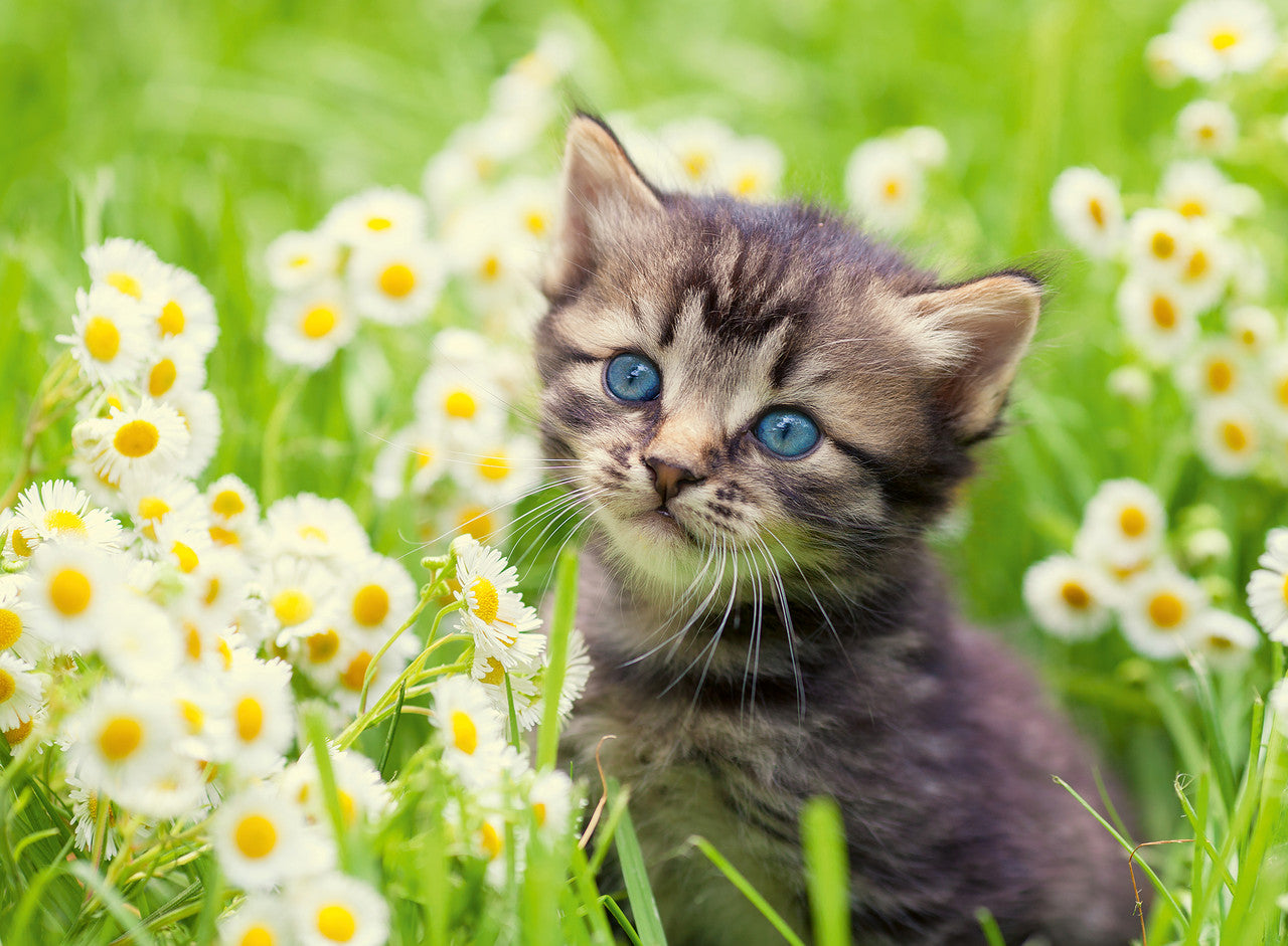 Ravensburger 500pc - Kitten in the Meadow Puzzle