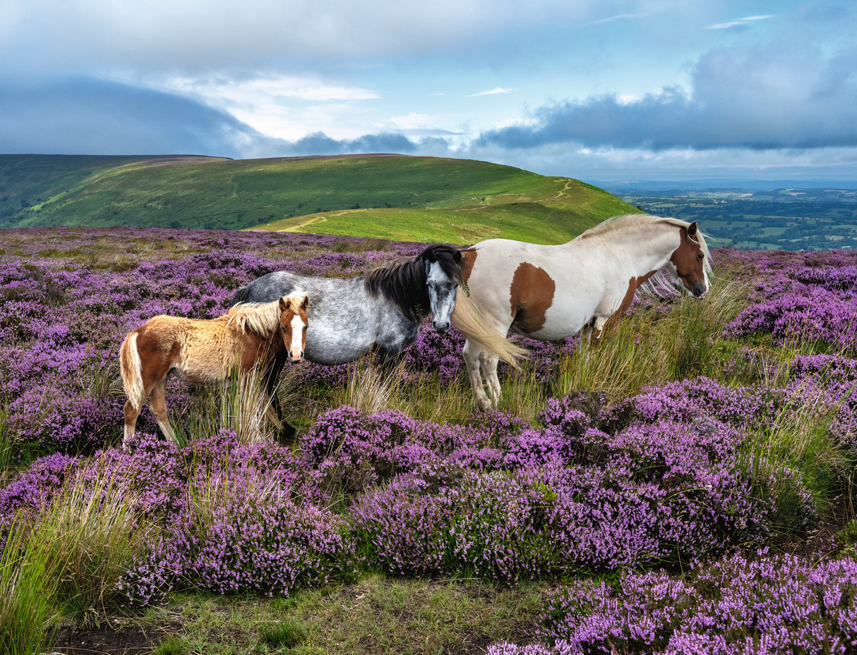 Ravensburger 2000pc Wild Horses in the Heather Puzzle product image 2