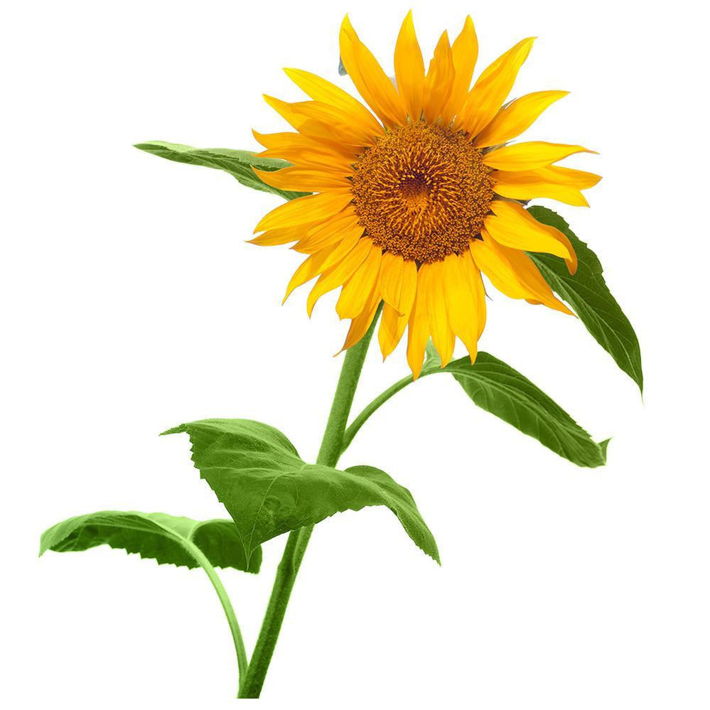 Mrs Green - Giant Sunflower