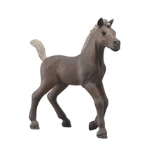 Schleich Horses - Collectible Foal - Darcy 81460