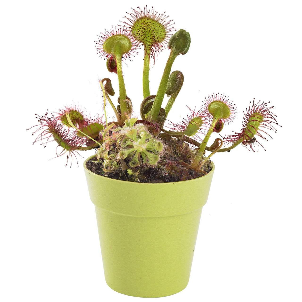Mrs Green - Grow Your own Carnivorous Plant