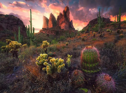 Ravensburger 500pc - Cactus Puzzle