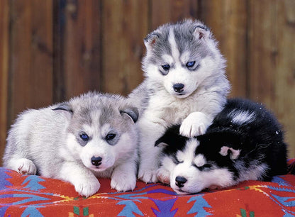 Ravensburger 200pc -  Mignons Huskies Puzzle