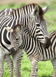 Ravensburger 300pc - Zebra Love Puzzle