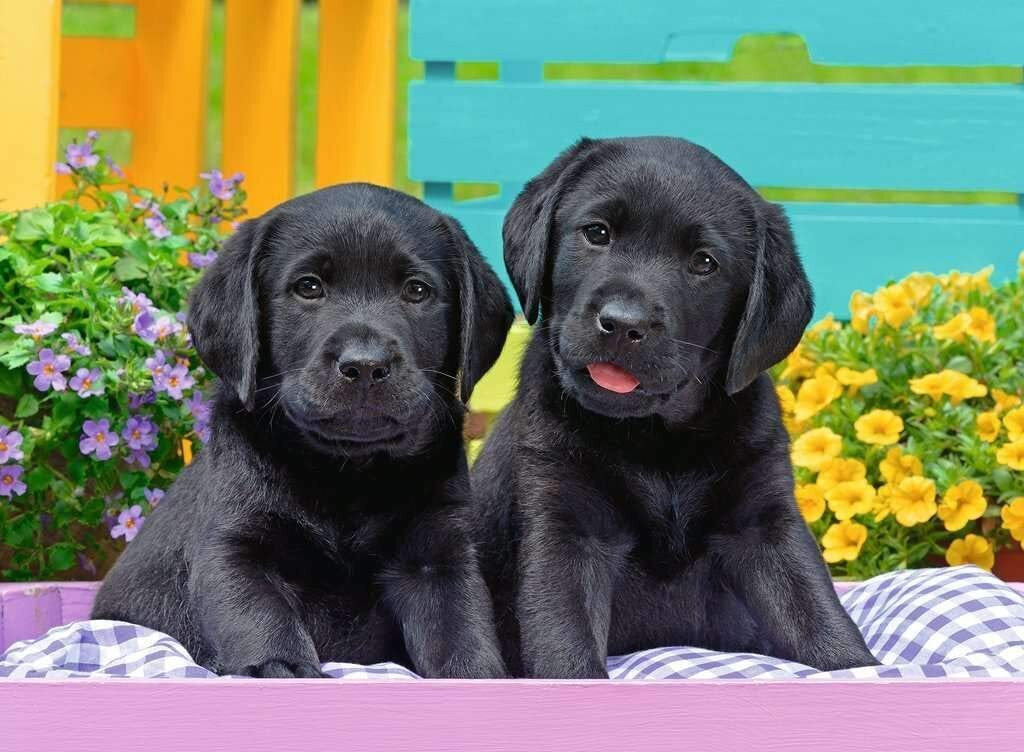 Ravensburger 300pc - Puppy Life Puzzle