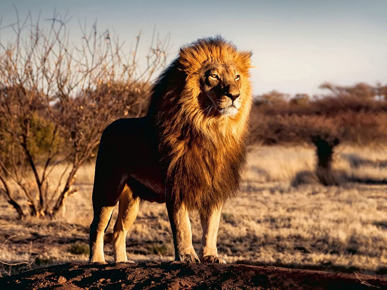 Ravensburger 1500pc - Lion - King of the Animals Puzzle