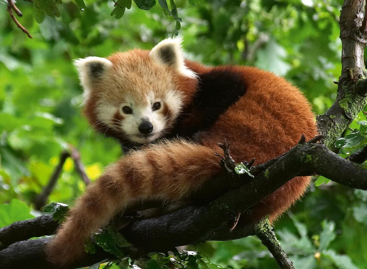 Ravensburger 500pc - Cute Red Panda Puzzle