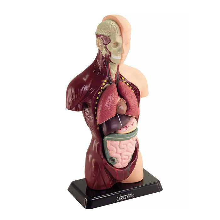 Australian Geographic - Human Anatomy Model 27cm