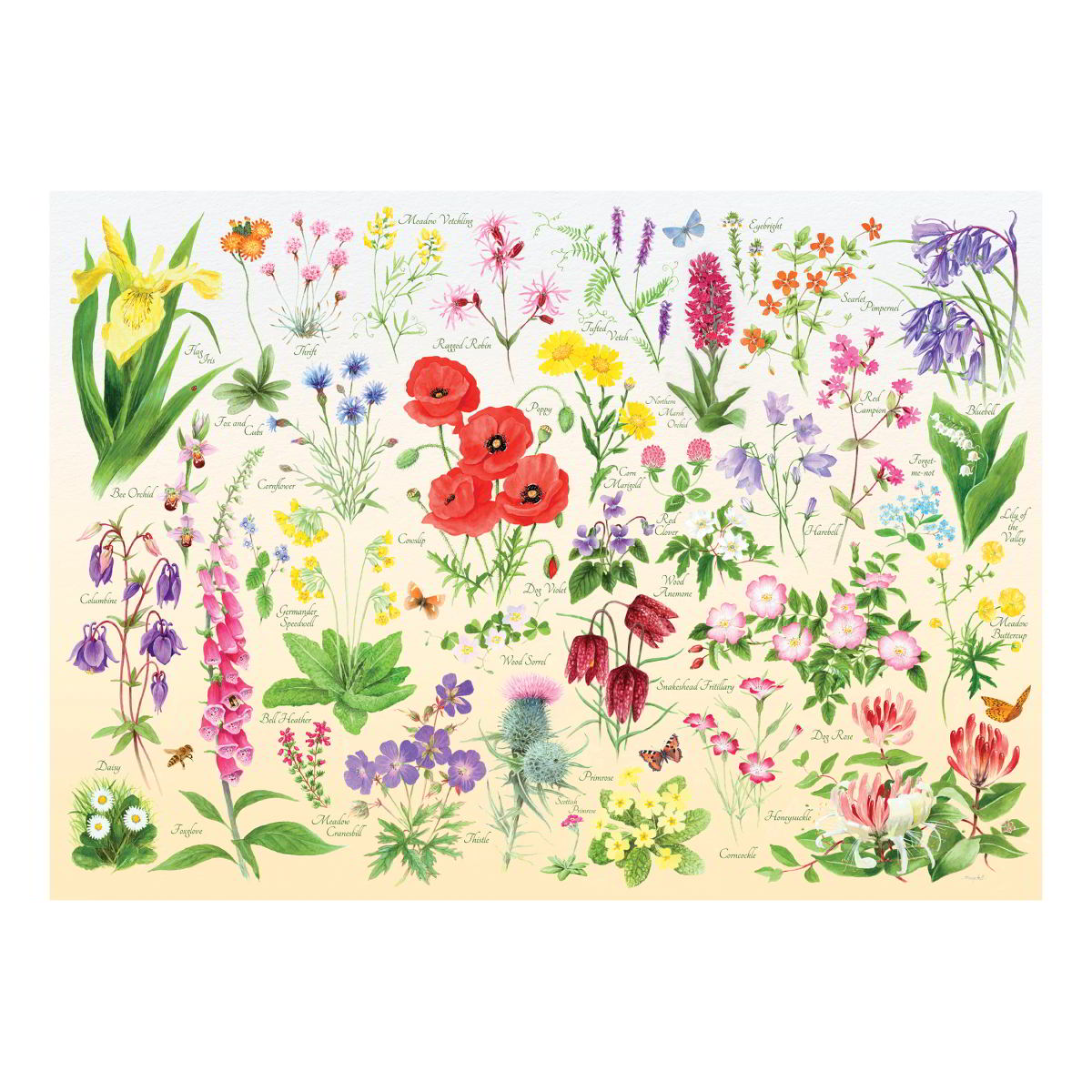 Colorful illustration of various flowers on a white background