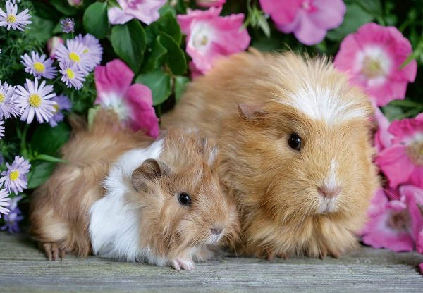 Ravensburger 2x12pc - Guinea Pigs + Bunnies Puzzle