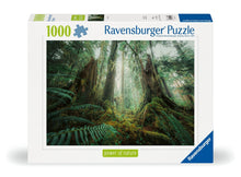 Ravensburger In the Forest 1000-piece jigsaw puzzle featuring a peaceful woodland with towering trees and lush green ferns