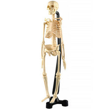 Australian Geographic - Mini Skeleton 46cm