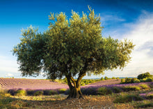 Schmidt 1000pc - Olive Tree in Provence Puzzle