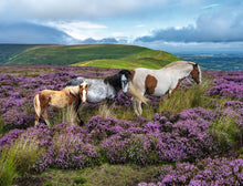 Ravensburger 2000pc Wild Horses in the Heather Puzzle product image 2