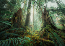 Ravensburger 1000pc - In the Forest Puzzle