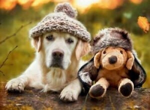 Ravensburger 500pc - Winter Labrador Puzzle