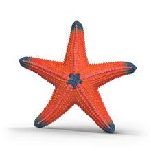 Schleich Color Changing Starfish 14902 realistic Wild Life ocean animal figure with temperature-activated colour-changing feature
