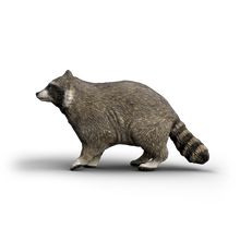 Schleich Raccoon 14937 realistic hand-painted WILD LIFE woodland animal toy figure with striped tail