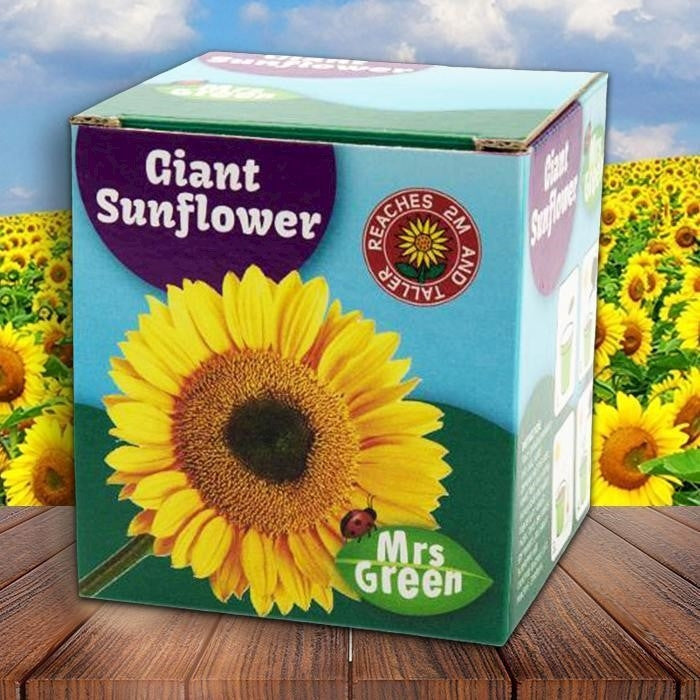 Mrs Green - Giant Sunflower