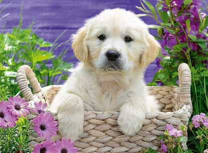 Ravensburger 500pc - Sweet Golden Retriever Puzzle